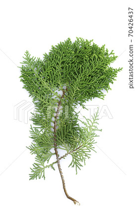 Closeup of fresh green cedars cypress branches on white background. Closeup of fresh green cedars cypress branches on white background. 70426437