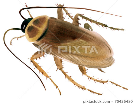 Handwork watercolor illustration of an insect cockroach Handwork watercolor illustration of an insect cockroach 70426480
