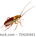 Handwork watercolor illustration of an insect cockroach 70426481