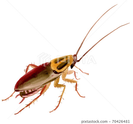 Handwork watercolor illustration of an insect cockroach 70426481