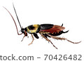 Handwork watercolor illustration of an insect cockroach 70426482
