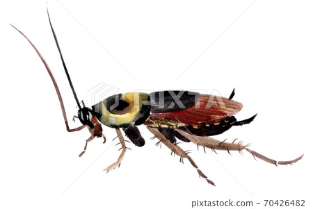 Handwork watercolor illustration of an insect cockroach 70426482