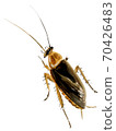 Handwork watercolor illustration of an insect cockroach 70426483