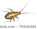 Handwork watercolor illustration of an insect cockroach 70426484