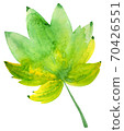 Hand-drawn watercolor drawing of the autumn leaf 70426551