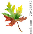 Hand-drawn watercolor drawing of the autumn leaf 70426552