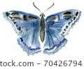 Handwork watercolor illustration of an insect butterfly 70426794