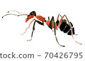 Handwork watercolor illustration of an insect ant. Isolated in white background 70426795