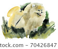 Watercolor illustration of dog Spitz in white background 70426847
