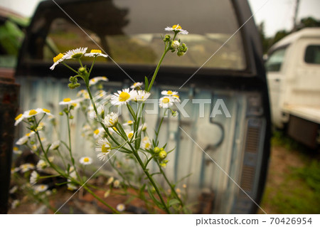 垃圾車和野花 垃圾車和野花 70426954