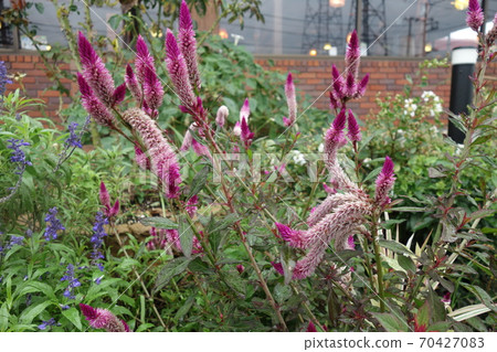 紫色雞冠花花開戶外 紫色雞冠花花開戶外 70427083