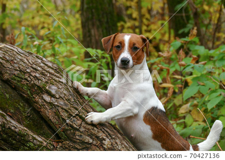 Curious puppy stands on a felled tree 70427136