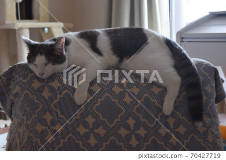 A cat taking a nap in a sitting chair 70427719