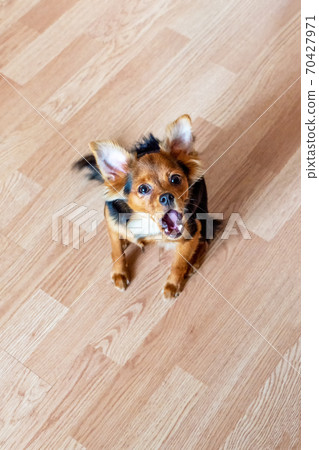 Russian toy terrier dog barks 70427971