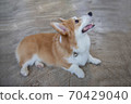 Happy Pembroke Welsh Corgi Dog 70429040