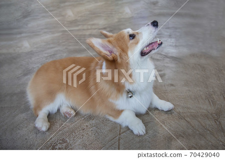 Happy Pembroke Welsh Corgi Dog 70429040