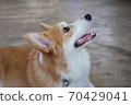 Happy Pembroke Welsh Corgi Dog 70429041