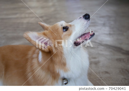 Happy Pembroke Welsh Corgi Dog Happy Pembroke Welsh Corgi Dog 70429041