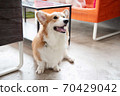 Happy Pembroke Welsh Corgi Dog 70429042
