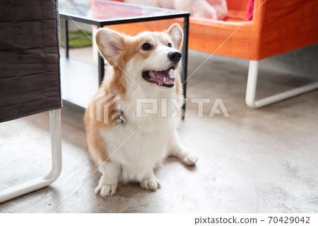Happy Pembroke Welsh Corgi Dog 70429042