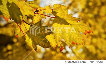 Autumn leaves. Natural seasonal colored background. Colorful foliage in the park. 70429581