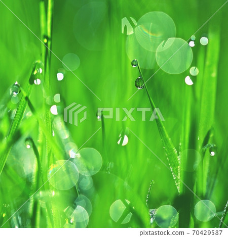Nature - dew in the grass. Fresh green concept and abstract colorful background. 70429587