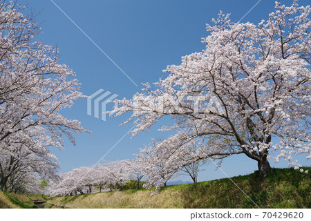Sakura Senbonzakura, the four seasons of Japan, the beauty of Japan Sakura Senbonzakura, the four seasons of Japan, the beauty of Japan 70429620