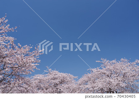 Sakura and blue sky Japan's four seasons Japanese beauty background material Sakura and blue sky Japan's four seasons Japanese beauty background material 70430405