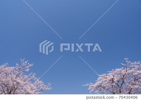 Sakura and blue sky Japan's four seasons Japanese beauty background material Sakura and blue sky Japan's four seasons Japanese beauty background material 70430406