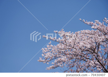 Sakura and blue sky Japan's four seasons Japanese beauty background material Sakura and blue sky Japan's four seasons Japanese beauty background material 70430407