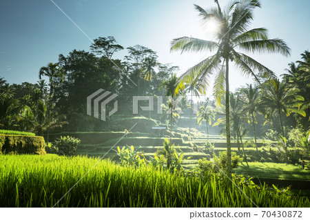 Tegalalang rice terrace, Bali, Indonesia 70430872