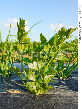 Close up picture of celery on organic vegetable farm patch covered with plastic mulch. Close up picture of celery on organic vegetable farm patch covered with plastic mulch. 70431468
