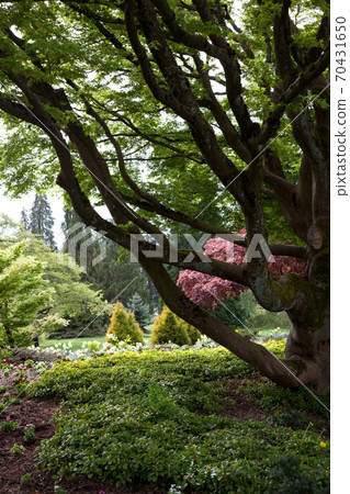 Garden Garden 70431650