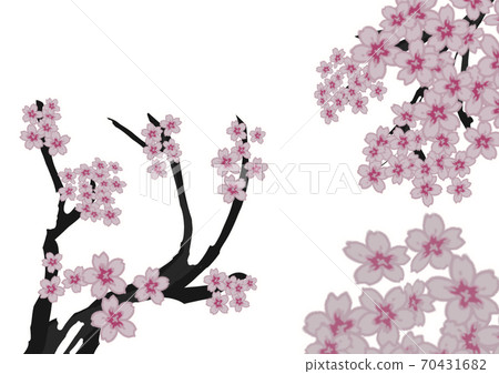 Cherry tree in full bloom Cherry tree in full bloom 70431682