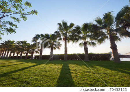 Green palm park and their shadows on the grass. 70432133