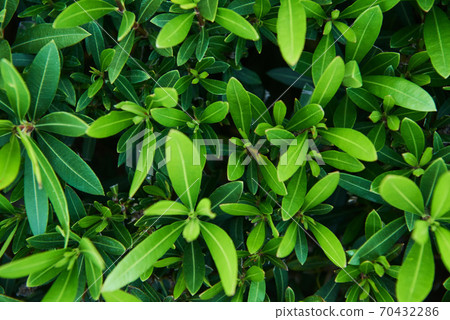 Branches of green plants in the spring season. Turkey Branches of green plants in the spring season. Turkey 70432286