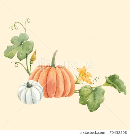 Beautiful vector stock illustration with watercolor pumpkin vegetable. 70432298