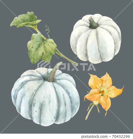 Beautiful vector stock illustration with watercolor pumpkin vegetable. Beautiful vector stock illustration with watercolor pumpkin vegetable. 70432299