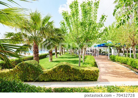walkway in the summer park with Palm trees walkway in the summer park with Palm trees 70432728