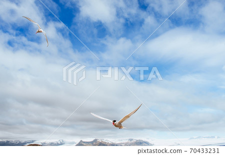 Beautiful polar Tern against a background of beautiful blue sky with cumulus clouds 70433231