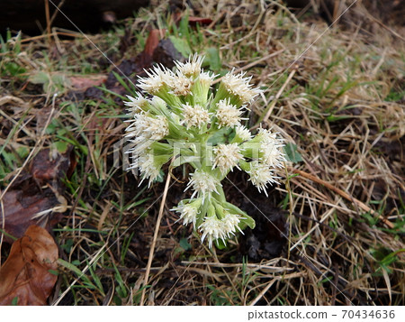 White Butterbur White Butterbur 70434636