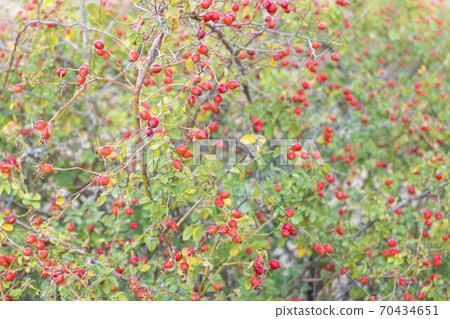 rosehip Bush with fruits close-up. as background rosehip Bush with fruits close-up. as background 70434651