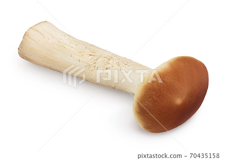 honey fungus mushrooms isolated on white background with clipping path and full depth of field 70435158