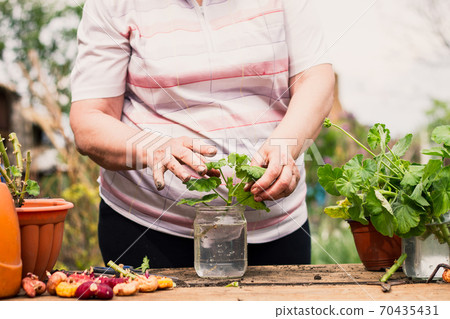 Woman of European appearance caring for a plant Woman of European appearance caring for a plant 70435431