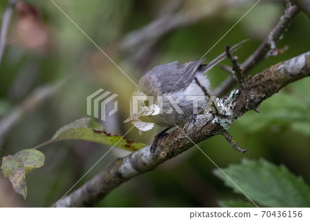 Bushtit eating Phantom Hemlock Looper moths Bushtit eating Phantom Hemlock Looper moths 70436156