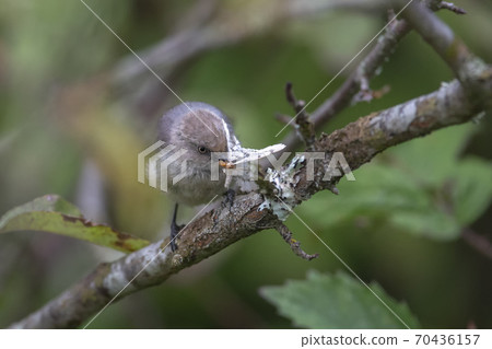 Bushtit eating Phantom Hemlock Looper moths Bushtit eating Phantom Hemlock Looper moths 70436157
