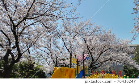 著名的櫻花勝地川崎市宮前區有馬有馬通史公園,最近的車站,Denentoshi線Saginuma車站 著名的櫻花勝地川崎市宮前區有馬有馬通史公園,最近的車站,Denentoshi線Saginuma車站 70436247