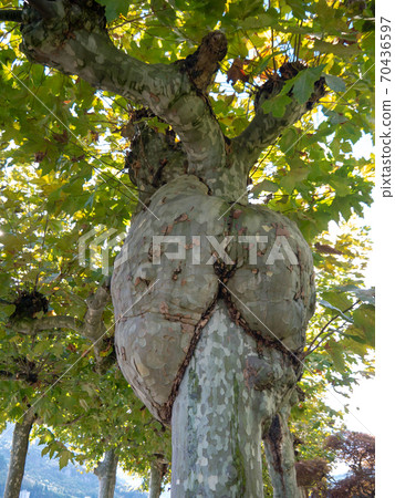 Large burl on plane tree 70436597