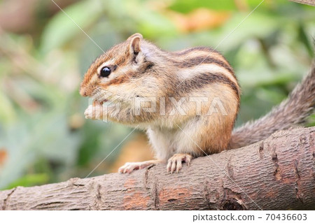 Cimaris吃堅果 70436603