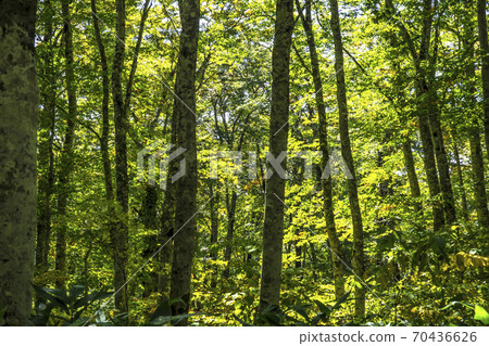 Shinshu, Kijimadaira Village, Shimotakai District, Nagano Prefecture, Autumn Kaya Plain Plateau, Beech Forest Shinshu, Kijimadaira Village, Shimotakai District, Nagano Prefecture, Autumn Kaya Plain Plateau, Beech Forest 70436626